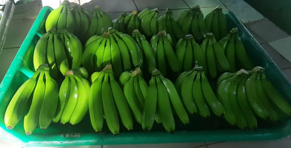 Bananas