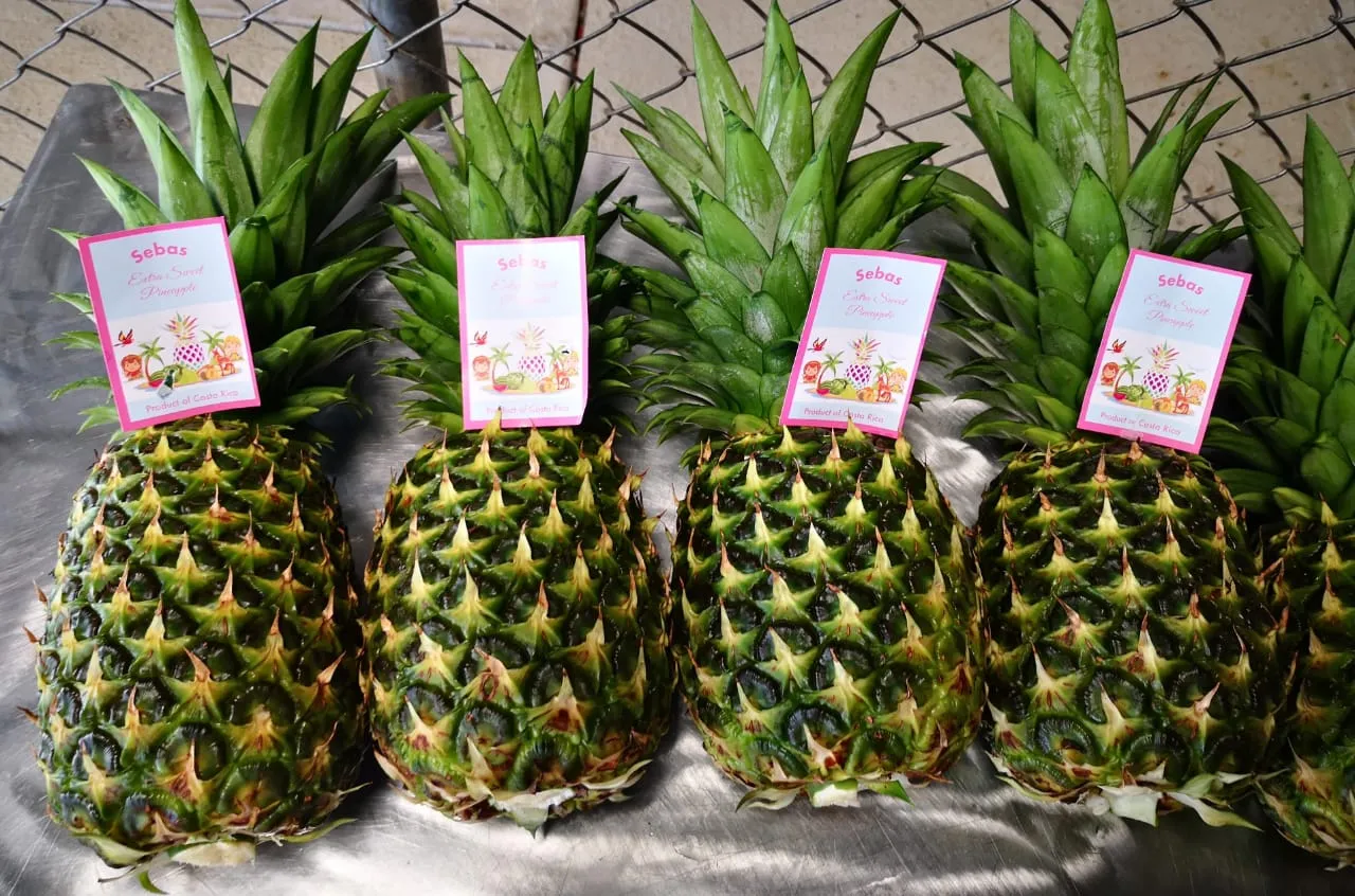 Pineapples